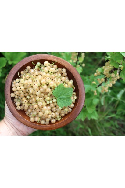 Смородины сорта Pandora – прозрачные белые ягоды